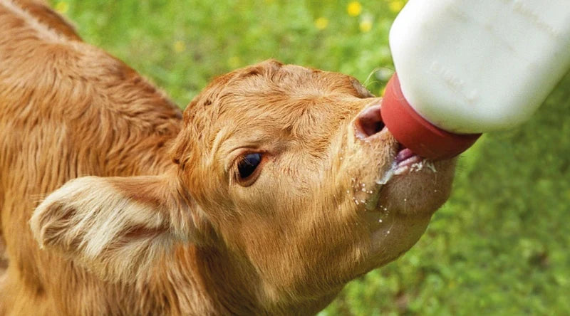 Feeding