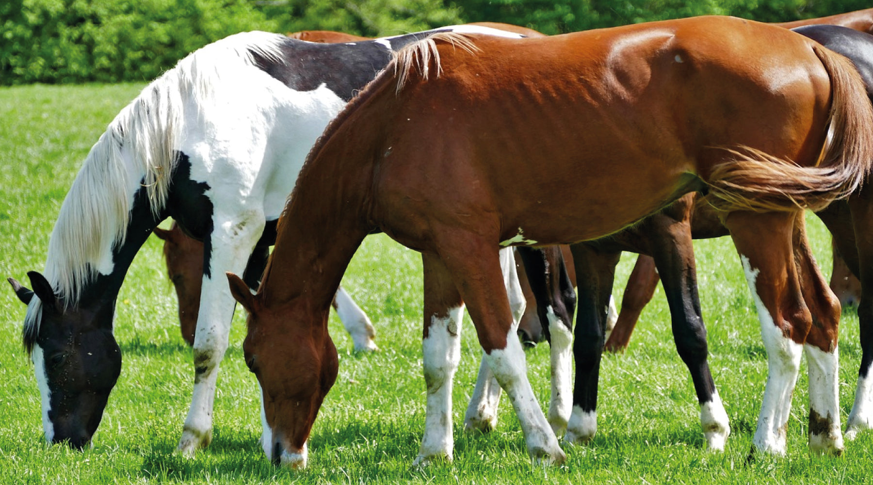 Equine