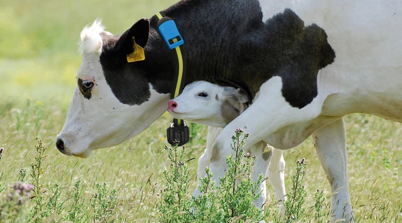 Insemination