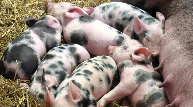 Swine